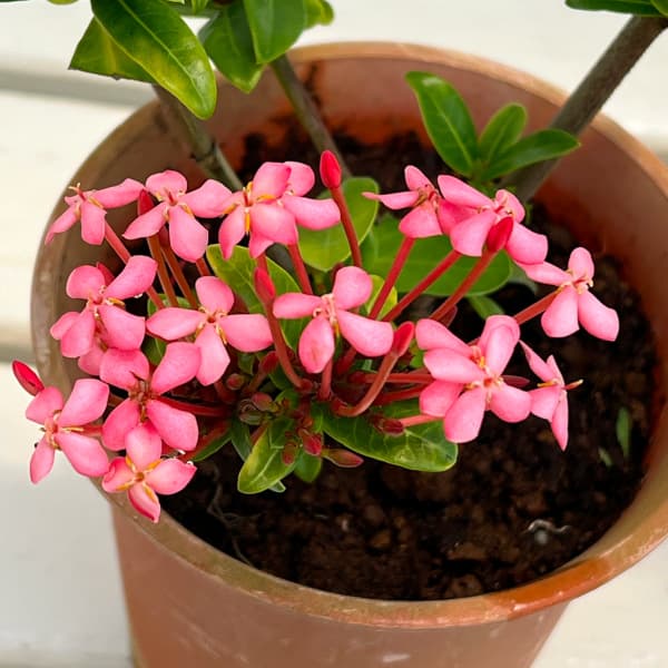 (わけあり特価)サンタンカ:チャームピンク4号鉢植え