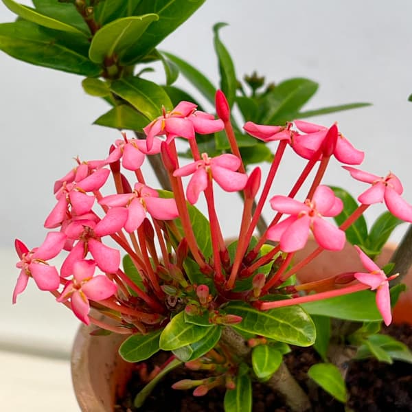 (わけあり特価)サンタンカ:チャームピンク4号鉢植え