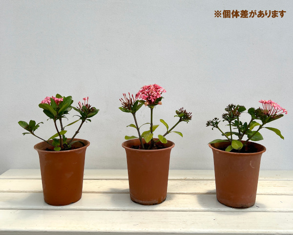 (わけあり特価)サンタンカ:チャームピンク4号鉢植え