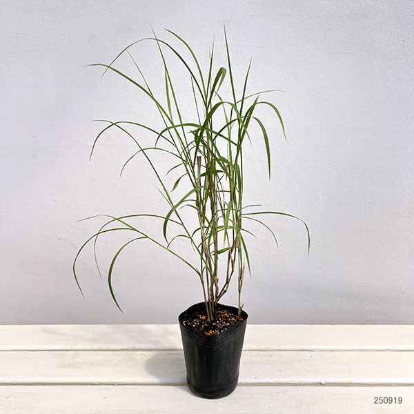 ペニセタム(チカラシバ):カーリーローズ3号ポット 6株セット