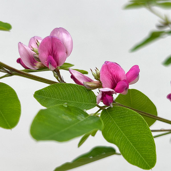 ハギ(萩):ムサシノハギ(武蔵野萩)6号ポット