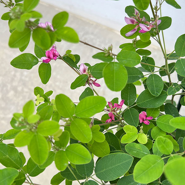 ハギ(萩):ムサシノハギ(武蔵野萩)6号ポット