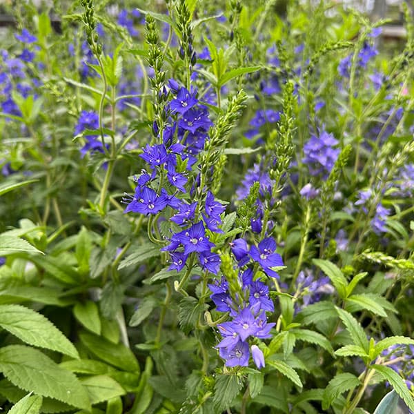 ベロニカ:クレーターレイクブルー3-3.5号ポット