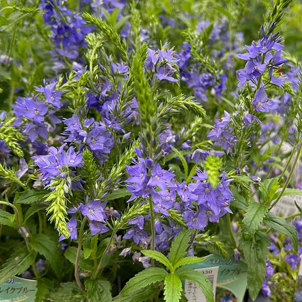 ベロニカ:クレーターレイクブルー3-3.5号ポット