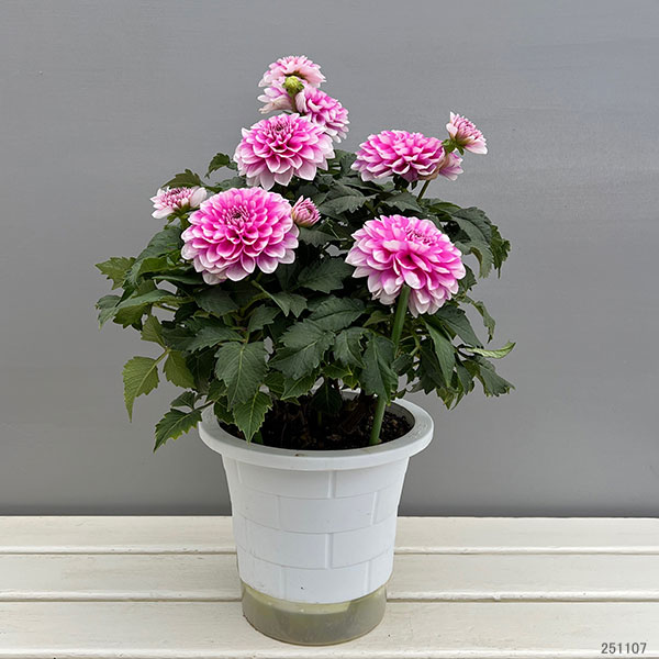 ダリア(大輪咲):ナマハゲビューティー6号鉢植え