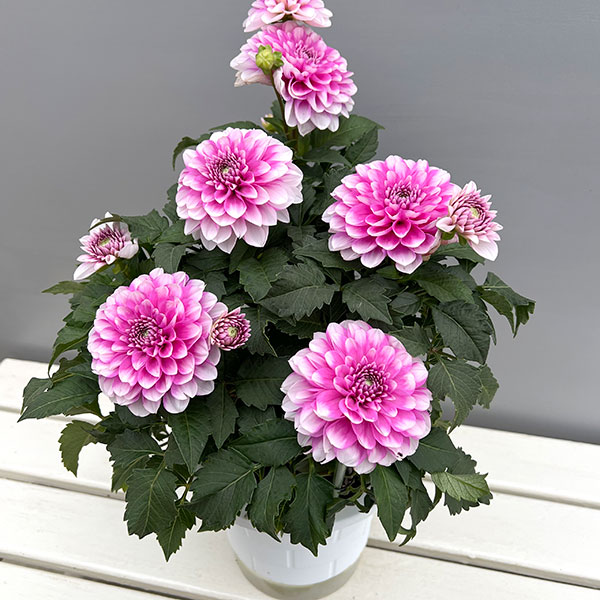 ダリア(大輪咲):ナマハゲビューティー6号鉢植え