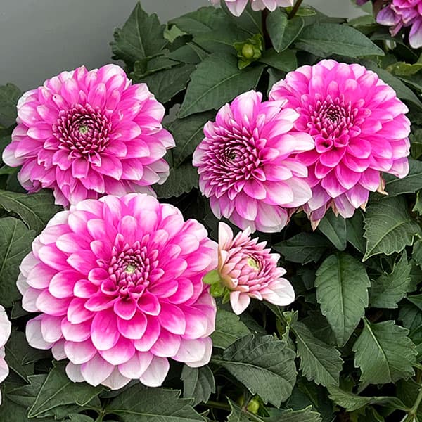 ダリア(大輪咲):ナマハゲビューティー6号鉢植え