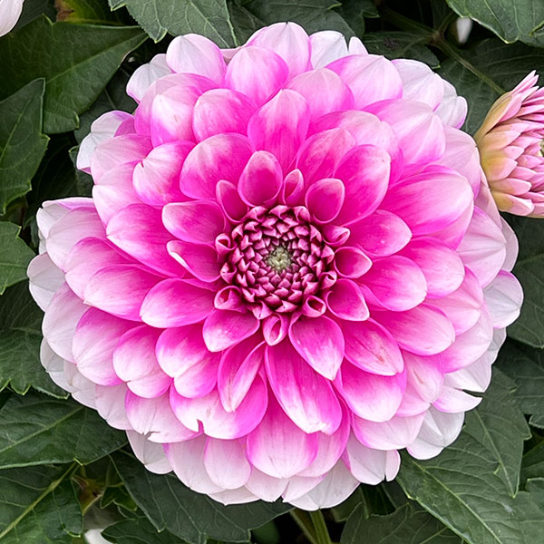 ダリア(大輪咲):ナマハゲビューティー6号鉢植え