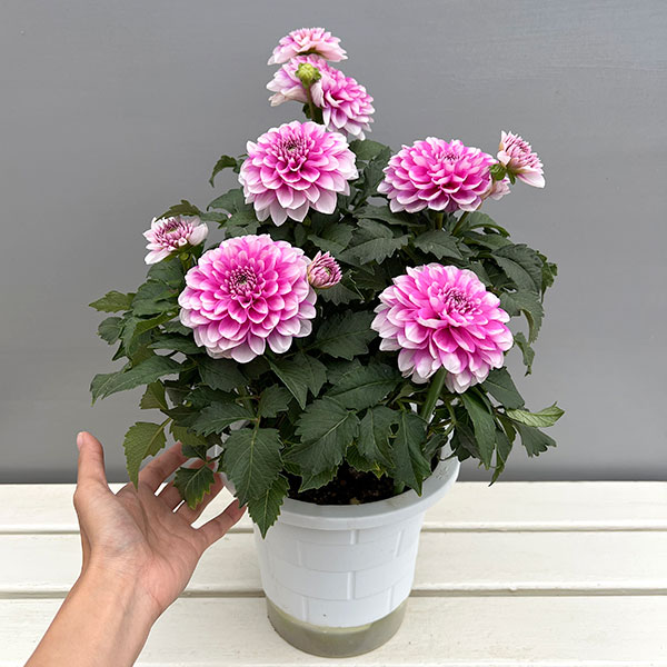 ダリア(大輪咲):ナマハゲビューティー6号鉢植え