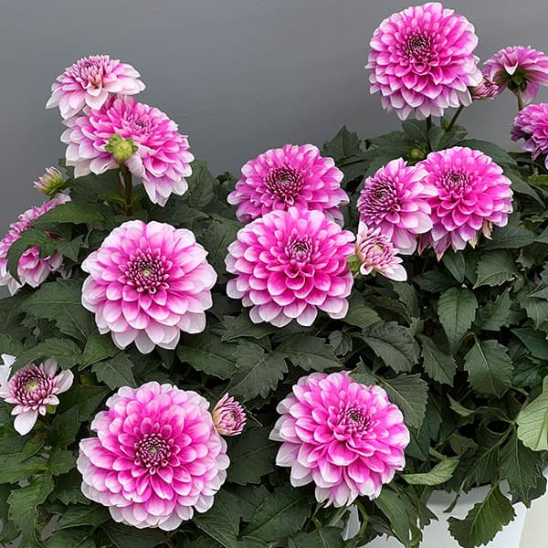 ダリア(大輪咲):ナマハゲビューティー6号鉢植え