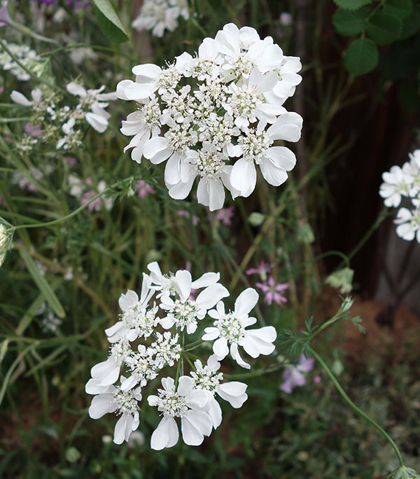 オルレア（オルラヤ）：グランディフローラ3-3.5号ポット