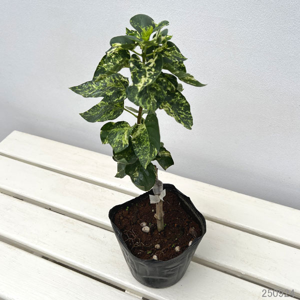 ライラック:斑入りアウクバエフォリア4.5号ポット*