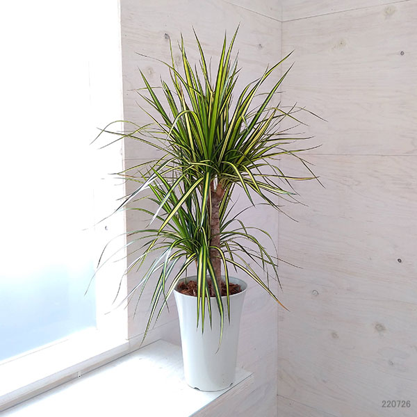 現品］#【希少】#ドラセナ #マジナータゴールド #観葉植物 #レア 現品