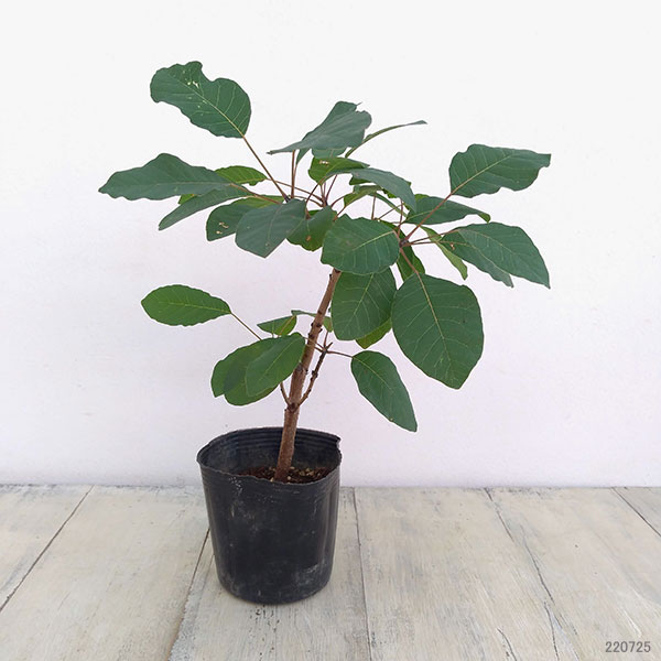 （わけあり特価）スモークツリー品種不明3号ポット