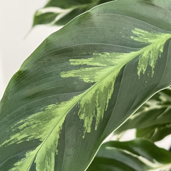 カラテア：ホワイトフュージョン　5号鉢植え