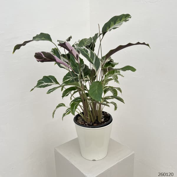 カラテア：ホワイトフュージョン　5号鉢植え