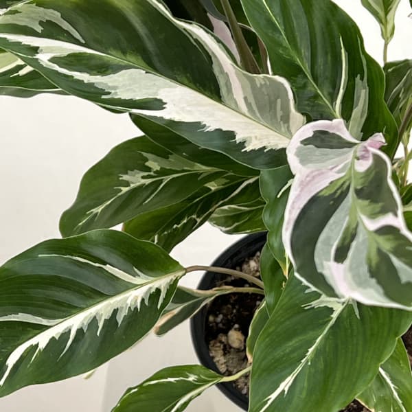 カラテア：ホワイトフュージョン　5号鉢植え