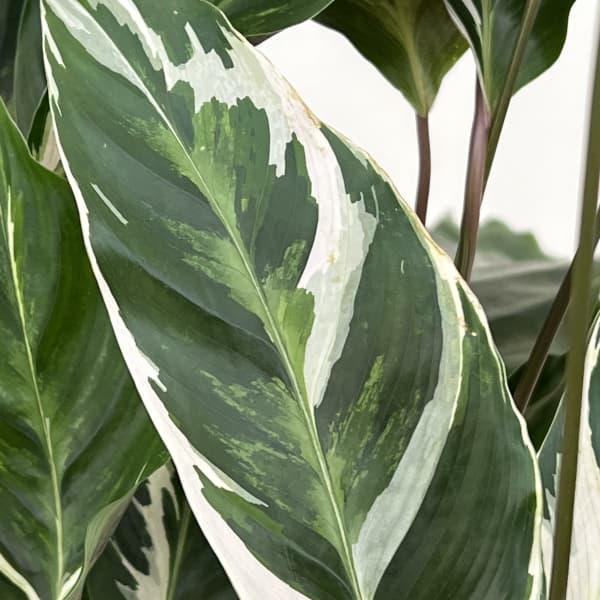 カラテア：ホワイトフュージョン　5号鉢植え