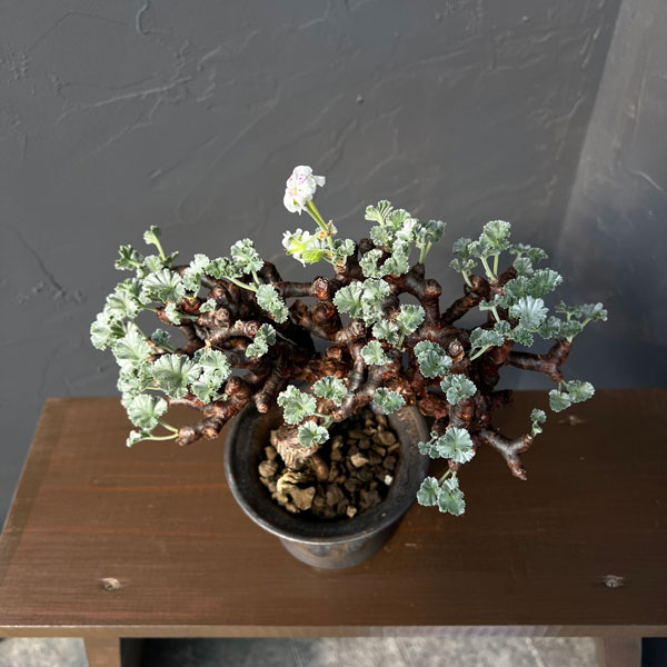 [ザ・ファームセレクト]ペラルゴニウム：ミラビレ　3.5号鉢植え26-01