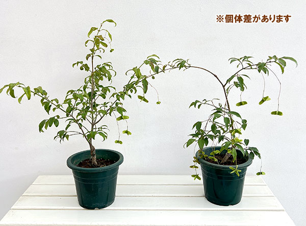 園芸ネット本店｜ツリバナ（ツリバナマユミ）フウリン6号鉢植え の通販