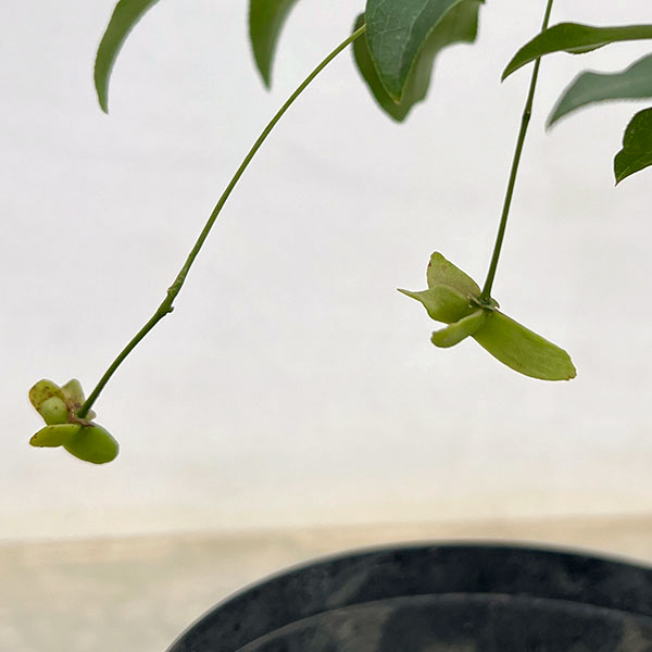 ツリバナ(ツリバナマユミ)フウリン6号鉢植え