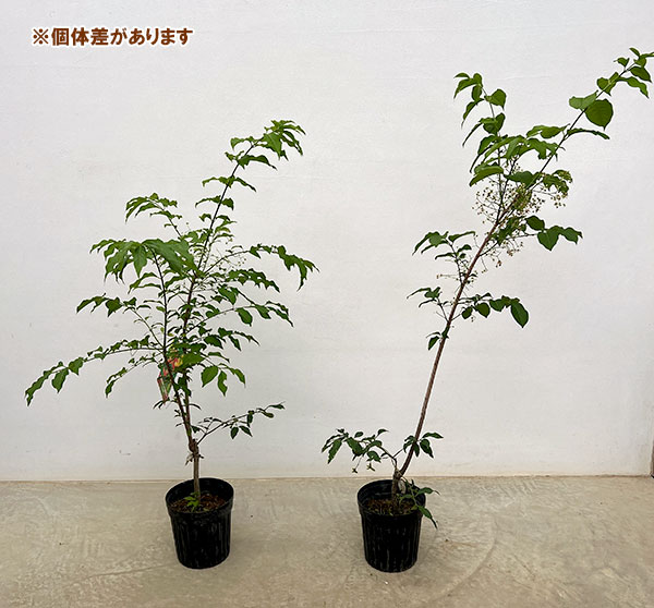 ツリバナ(ツリバナマユミ)フウリン6号鉢植え