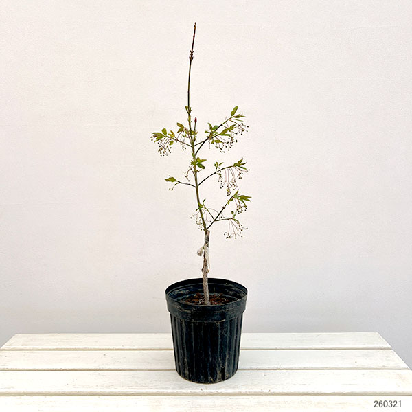 ツリバナ(ツリバナマユミ)フウリン6号鉢植え