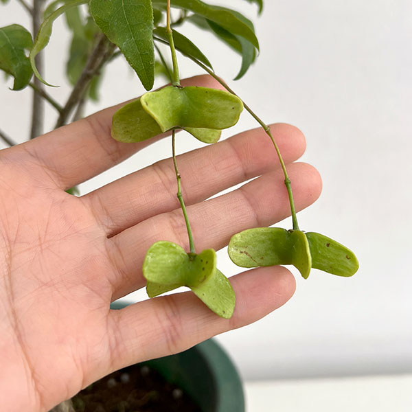 ツリバナ(ツリバナマユミ)フウリン6号鉢植え
