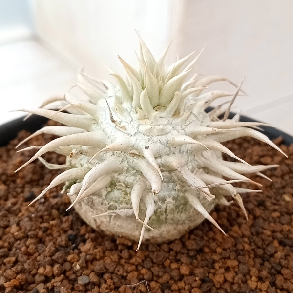 園芸ネット本店｜パキポディウム エブレネウム（実生株） 3号鉢 の通販