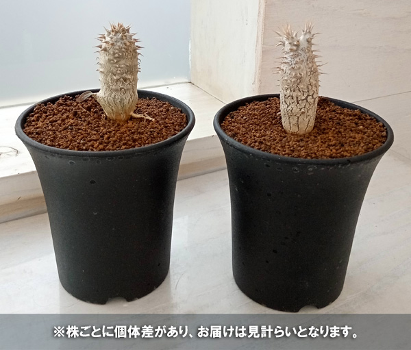 パキポディウム：ホロンベンセ　3号鉢植え