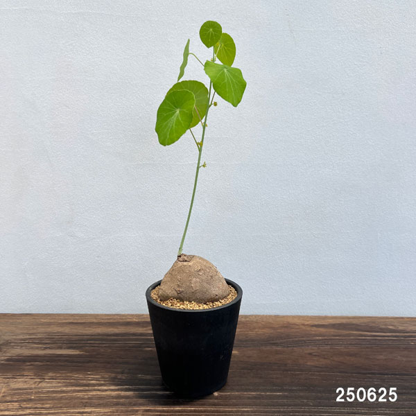 ステファニア：エレクタ　4号鉢植え