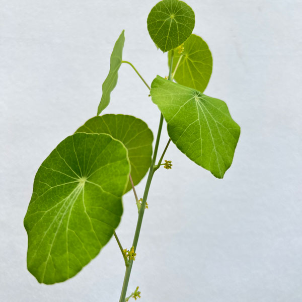 ステファニア：エレクタ　4号鉢植え