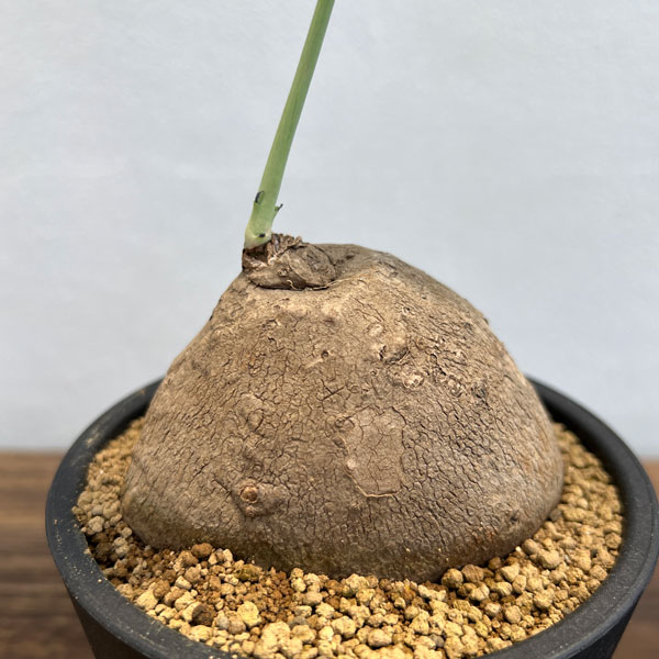 ステファニア：エレクタ　4号鉢植え