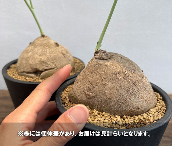 ステファニア：エレクタ　4号鉢植え