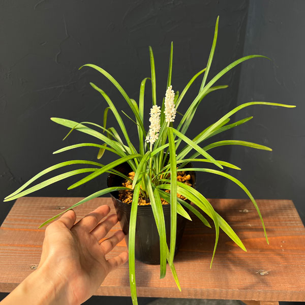 ヤブラン(リリオペ):モンローホワイト4号ポット