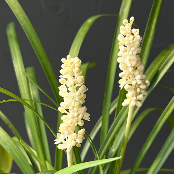 ヤブラン(リリオペ):モンローホワイト4号ポット