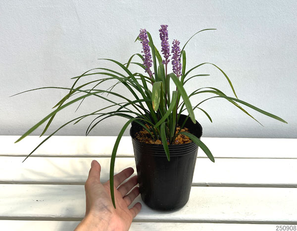 ヤブラン(リリオペ):ライラックビューティー4号ポット