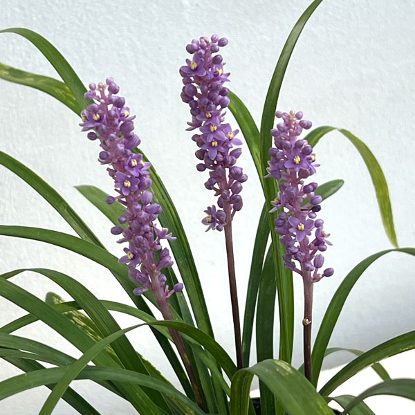 ヤブラン(リリオペ):ライラックビューティー4号ポット