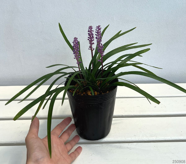 ヤブラン（リリオペ）：ロイヤルパープル4号ポット