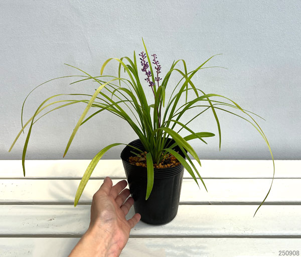 ヤブラン(リリオペ):ピーディーインゴット4号ポット