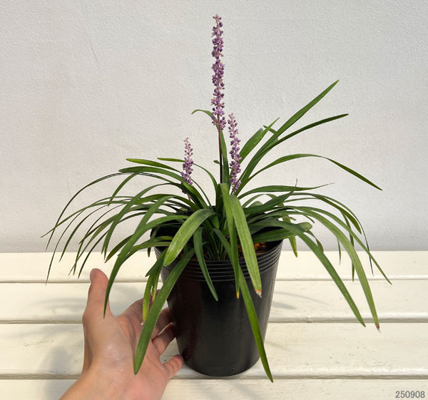 ヤブラン（リリオペ）：オキナ4号ポット