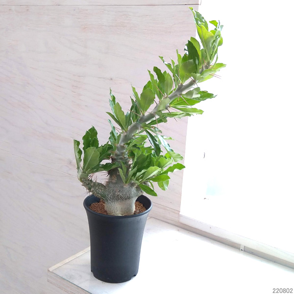 パキポディウム サンデルシー 現地球 発根済み 【公式通販】