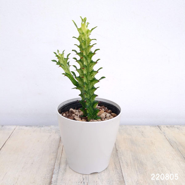 ユーフォルビア ユニスピナ ［3.5号］