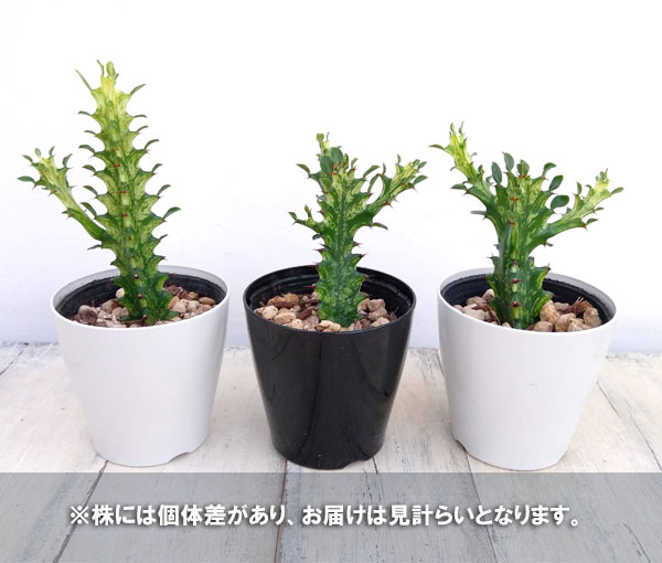ユーフォルビア ユニスピナ ［3.5号］
