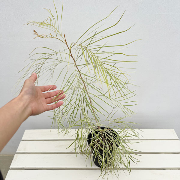 グレビレア：ハニーワンダー 5号鉢植え