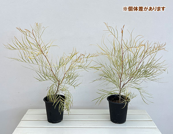 グレビレア：ハニーワンダー 5号鉢植え