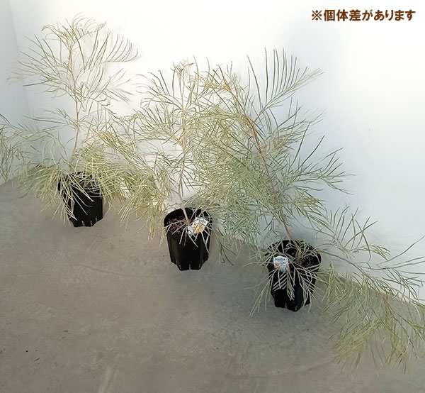 グレビレア：ハニーワンダー 5号鉢植え