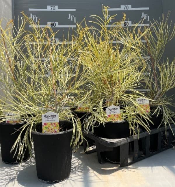 グレビレア:ハニーワンダー 5号鉢植え
