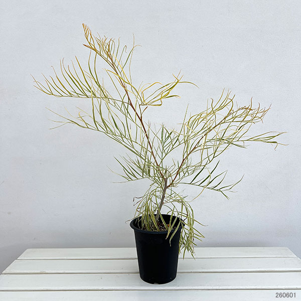 園芸ネット本店｜グレビレア：ハニーワンダー 5号鉢植え の通販【公式】