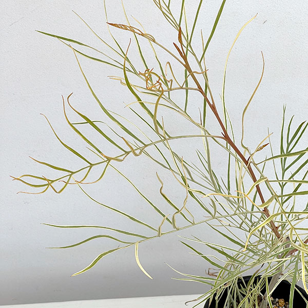 園芸ネット本店｜グレビレア：ハニーワンダー 5号鉢植え の通販【公式】